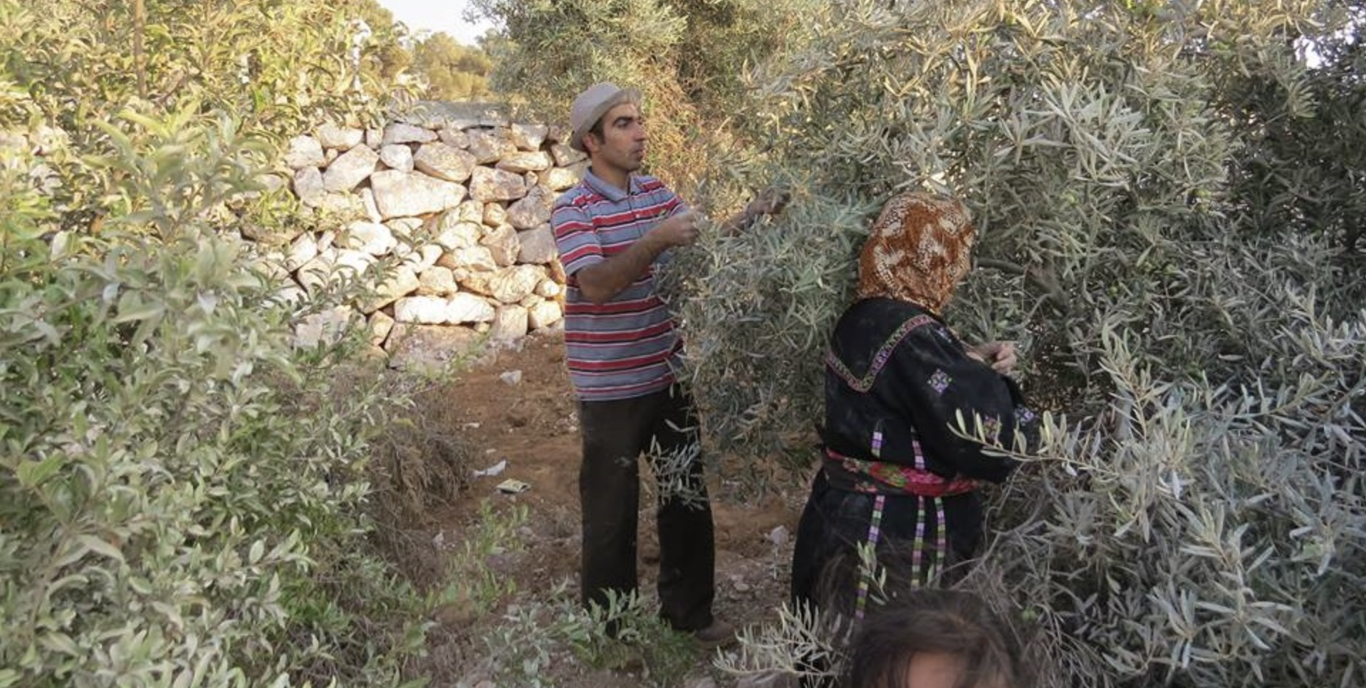 File:Olive harvest in 2014 - palestine.jpg - Wikimedia Commons